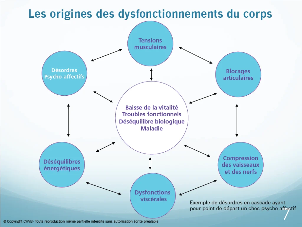 harmonisation vitale énergétique chinoise, essone, moigny sur ecole, bio-energetique, dysfonctionnement du corps, équilibre, schéma, réservation séance harmonisation vitale, acupuncture essone